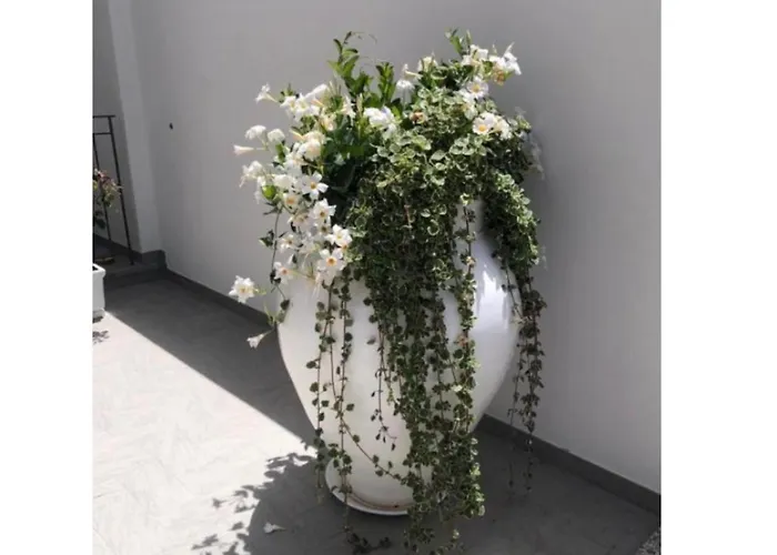 Il Fiore Bianco Capo dʼOrlando